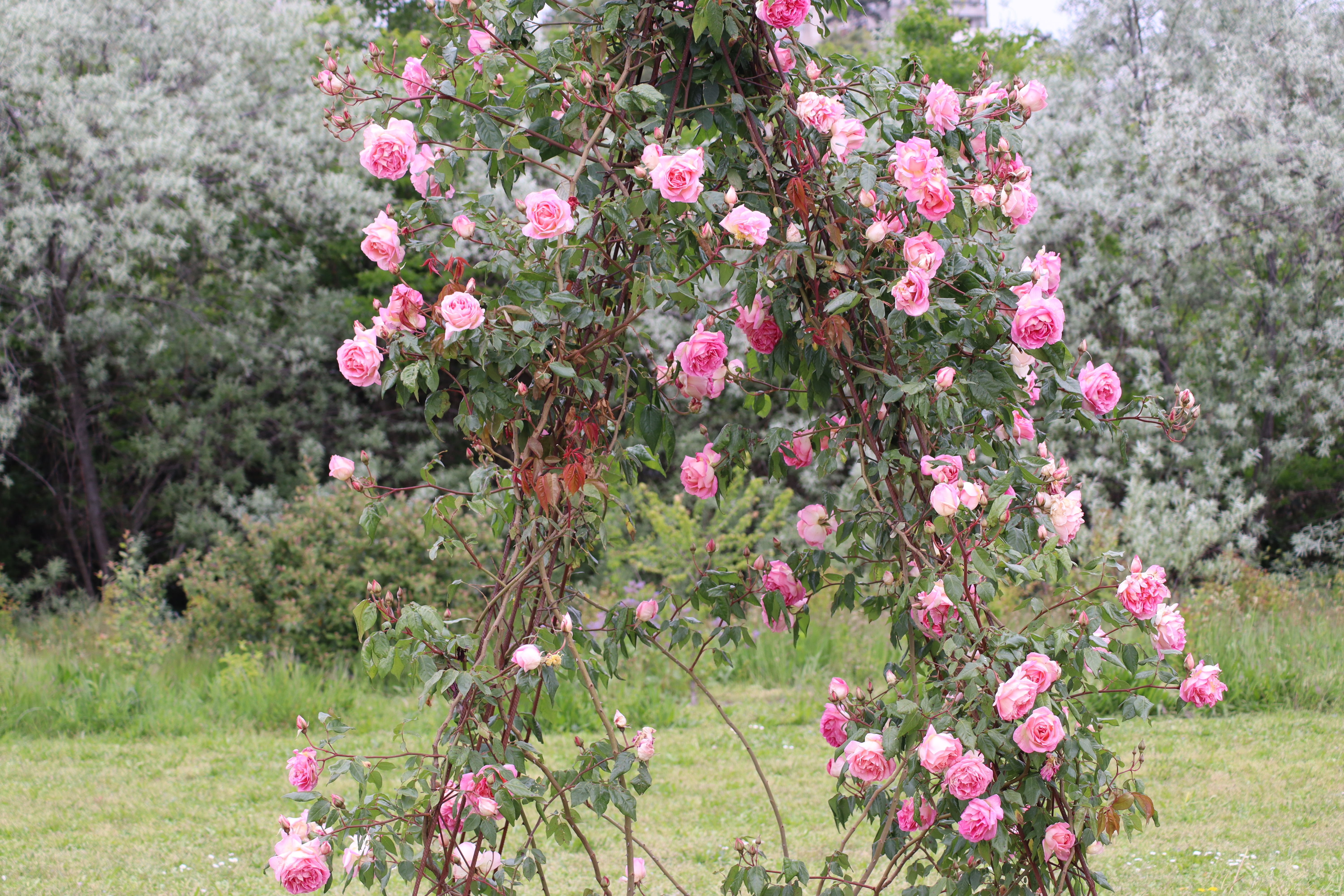 REINE VICTORIA n° 49b