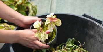 Photo pot de fleur et mains de jardinier