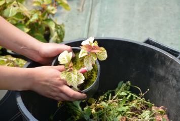 Photo pot de fleur et mains de jardinier