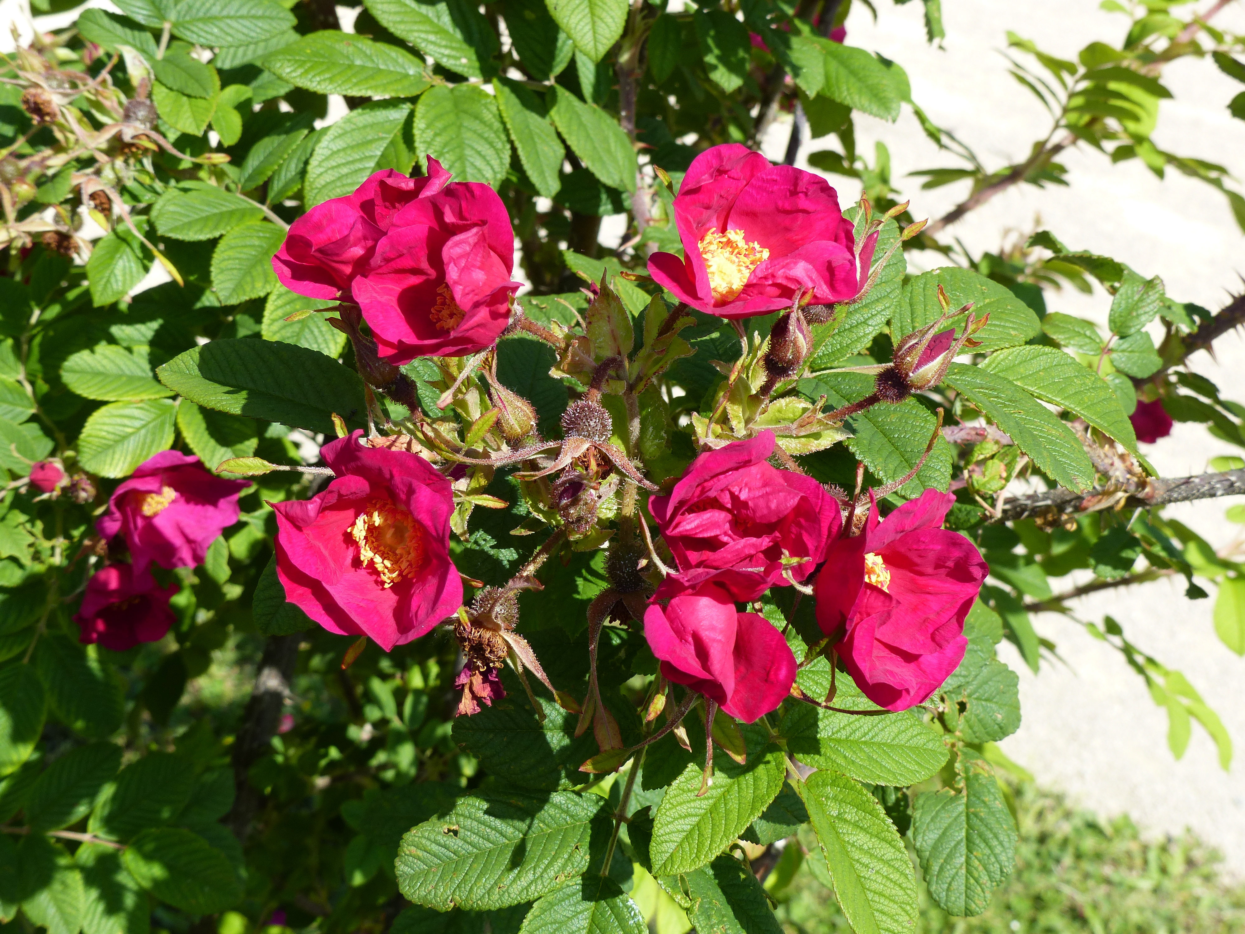 Rosa rugosa rubra Rehd. | Caluire et Cuire